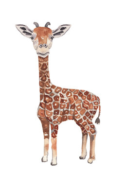 Watercolor giraffe illustration. Cute little giraffe. Hand drawn animal isolated on white. Nursery decor, baby shower, kids birthday invitation, scrapbook. Watercolor clipart. Safari, jungle animal.