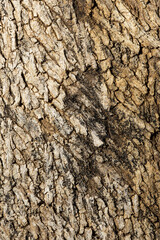 A close up shot of an aging brown tree trunk.