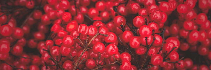 Red viburnum (guelder rose). Wide panoramic texture with red berries of viburnum on the twigs. Harvest the fruits of viburnum. Close-up. Natural background is perfect for design.