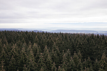 spruce forest
