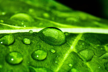 gotas de lluvias sobre la hoja de acelga