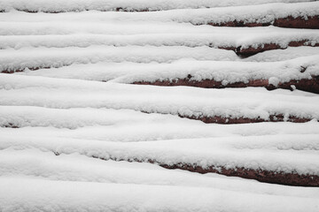 snow covered tree trunks