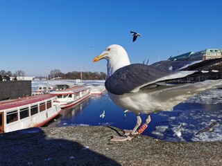 Fototapeta na wymiar seagull in the city, bird flying or eating on blue sky day