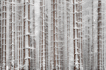 snow covered spruce trees in forest