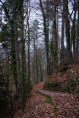 Obraz premium A walk through the mountains of Switzerland enjoying the view of waterfalls and forests