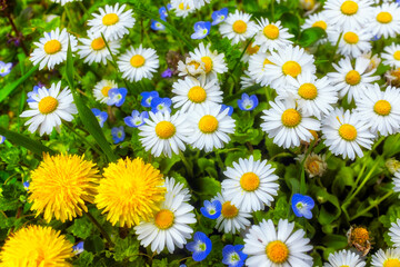 Early spring flowers background from vivid green grass, blue forget-me-not flowers, yellow dandelions and white daisy flowers