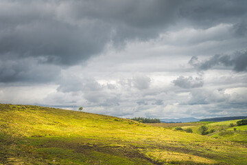Fototapeta premium Rolling hills with single trees and fields or pastures with sheep in Cuilcagh Mountain Park with stormy sky, Northern Ireland