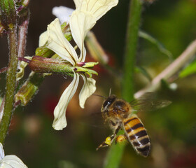abeja congelada polinizando un flor de rúcula