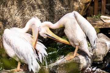 モモイロペリカン