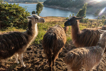 Llamas on a sunset beside a big lake 
