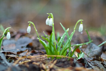 spring flowers. in the photo snowdrops close up