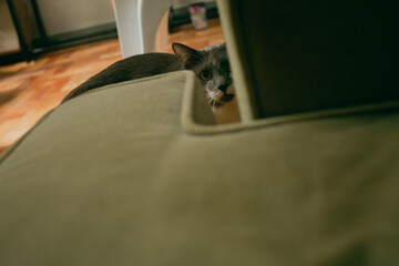 Olhar do gato