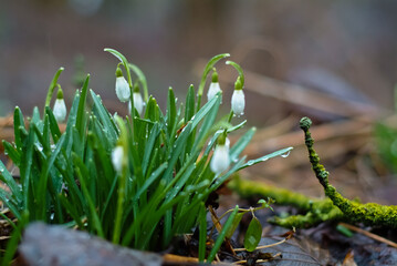 spring flowers. in the photo snowdrops close up