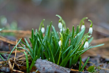 spring flowers. in the photo snowdrops close up