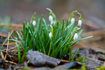 spring flowers. in the photo snowdrops close up