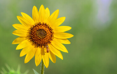 Honey bee pollinating a sunflower