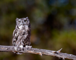 Screech owl, owl, small, perched, limb, bird, raptor