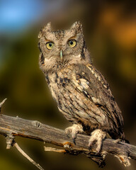 Screech owl perched on a limb