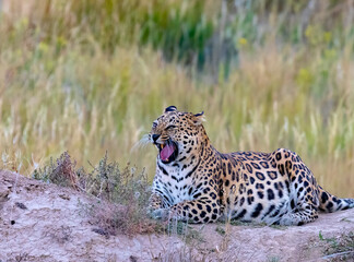 Spotted leopard roaring while sitting on the ground