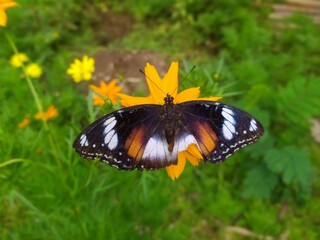butterfly on a flower