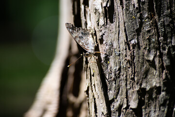 Moth on a tree with lens flair