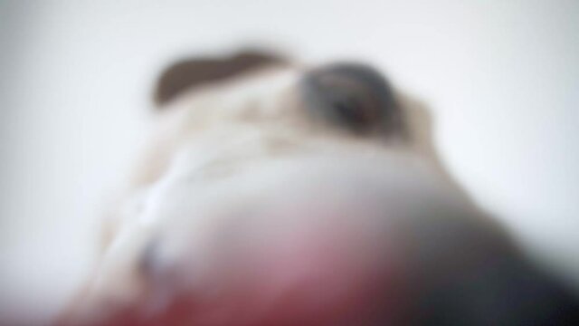 Hugry small funny dog licking screen. White backgrond. tongue out funny video footage. Adorable Pet Jack Russell terrier waiting for food. good appetite. nutrition theme. Close up. big nose