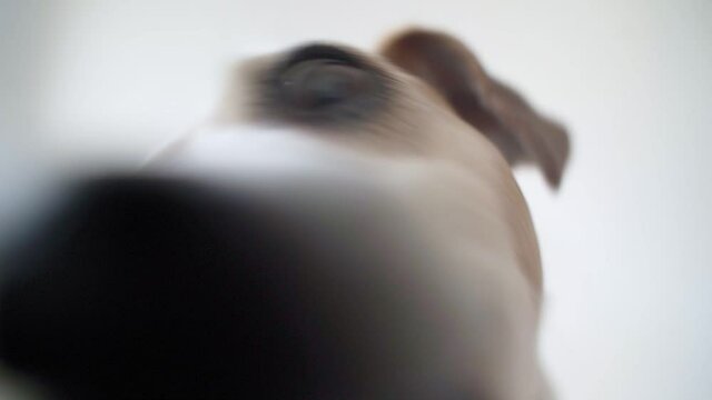 Funny video footage of cute hungry dog Jack Russell terrier licking screen. Close up portrait. White background. Cute pet muzzle looking to the camera. nutrition theme. Close up. big nose