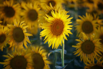 Girasoles