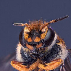 Abeja