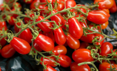 Tomatoes on the Vine