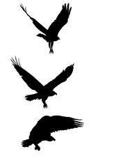 rapace vol ailes ouverte 