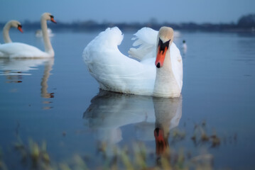 a white swan is floating on the water. in the photo, the swan is close-up on a blue background