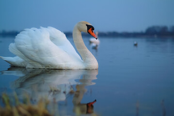 Obraz premium a white swan is floating on the water. in the photo, the swan is close-up on a blue background