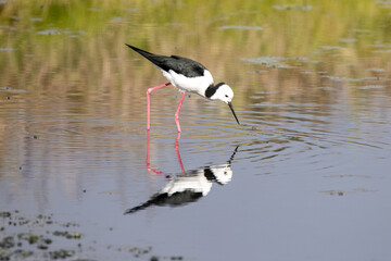 Fototapeta premium Black-winged Stilt feeding in shallow water