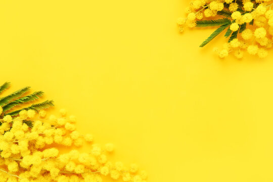Mimosa flowers on a yellow background. Easter, Women's day concept. Flat lay, copy space
