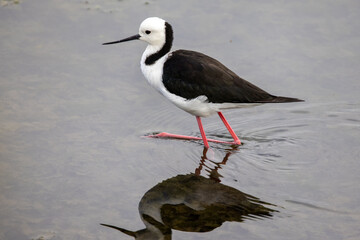 Black-winged Stilt feeding in shallow water