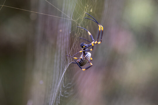 Golden Orb Spider spinning it's web
