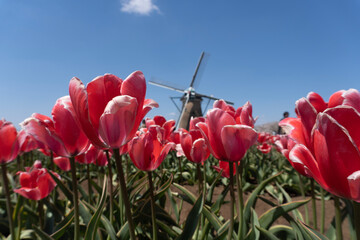 red tulip field