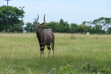 Beautiful Nyala portraits, up close in South Africa on a hot summer's day