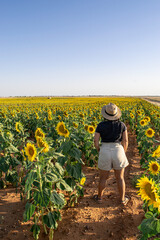 Young traveler woman observes the horizon in a field of sunflowers at sunset.