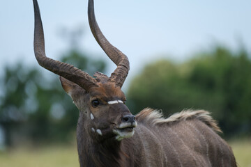 Beautiful Nyala portraits, up close in South Africa on a hot summer's day