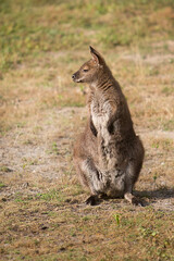 Australian kangaroo on a grassy meadow.