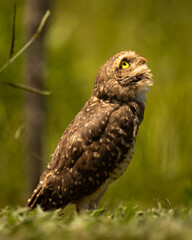 Coruja
