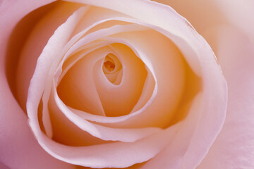 Stunning pastel colour rose with loving energy