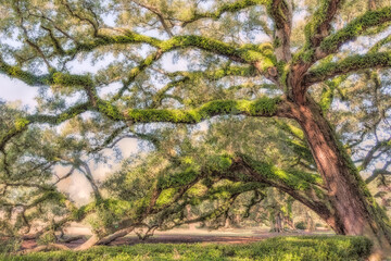 Fototapeta premium Sprawling oak tree with moss, in Oak Alley, Louisiana, USA 