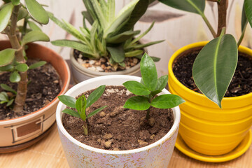 Different home plants. Young little plant zamiokulkas in pot closeup. Growing various indoor house plants