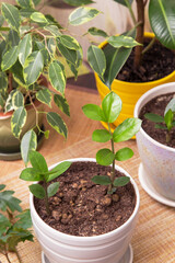 Different home plants. Young little plant zamiokulkas in pot closeup. Growing indoor houseplants