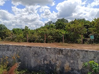 landscape with trees