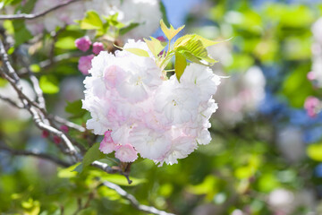 八重の桜　満開の福禄寿	
