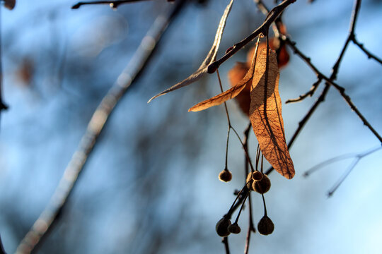 Les derni&egrave;res feuilles d'une branche en hiver